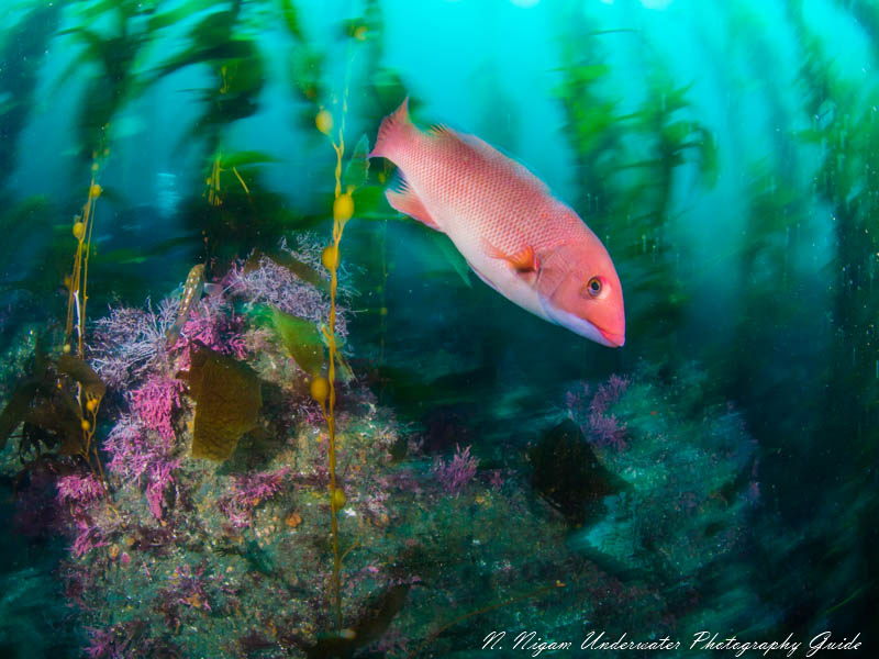 Days with low light give underwater photographers the unique opportunity of shooting long exposure shots for cool motion blur effects. With less light shutter speeds can be longer without over exposing the image. 1/10 sec, f/22, ISO 200