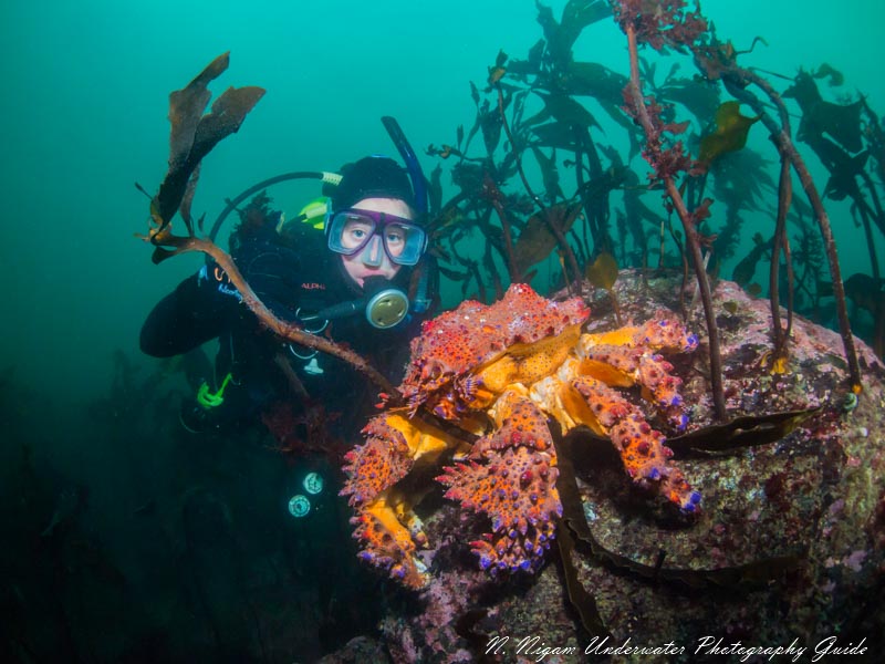 When I took this photo of a Puget Sound king crab and a diver, it was early morning and stormy above water. I decide to bump up my ISO to 400 in order to be able to shoot at a higher shutter speed and maintain depth of field. 1/160, f/8, ISO 400