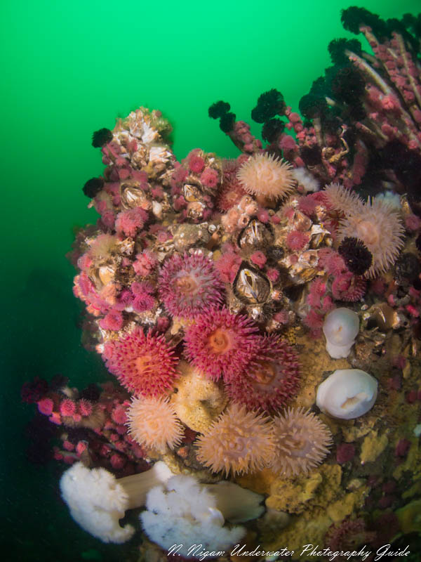 On this day the visibility was very low, but two strobes were essential for capturing every detail of the amazing reef at Deception Pass, Washington. 1/160, f/5, ISO 200