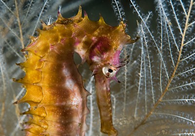 Seahorse in Bali. f/9, 1/250th, ISO 200, side/back-lighted seahorse in bali, 60mm macro lens
