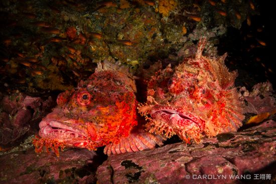hammerhead sharks malpelo