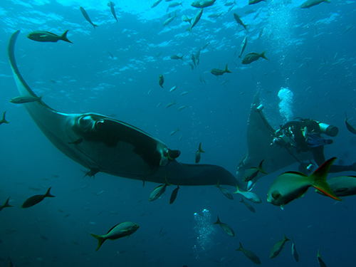 manta in malpelo