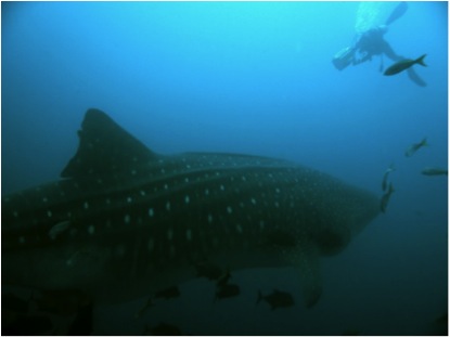 whaleshark in malpelo