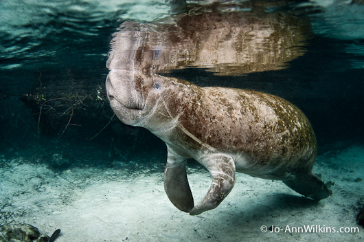 Manatees Jo-Ann Wilkins-5