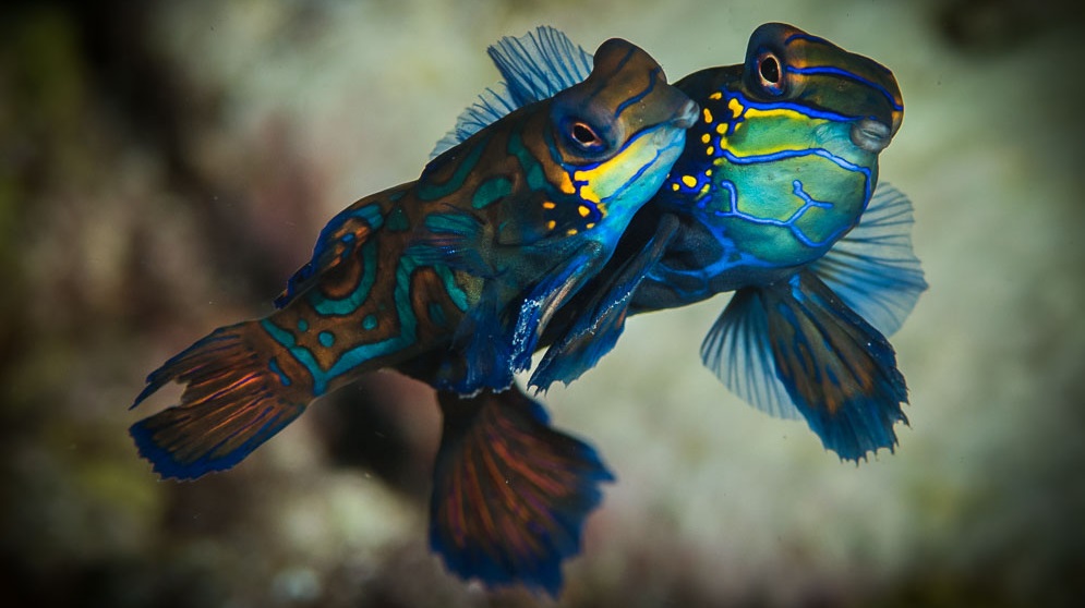 Master Class Tutorial – Great Mandarin Fish Photos