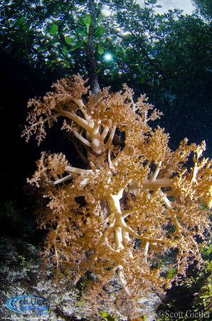 raja ampat mangroves underwater photo