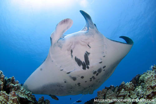 Manta-over-reef-uwpg