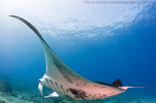 manta ray underwater photography