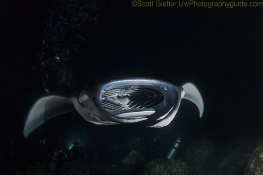 manta ray night dive kona