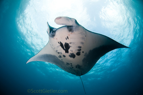 manta ray from Bali, Indonesia