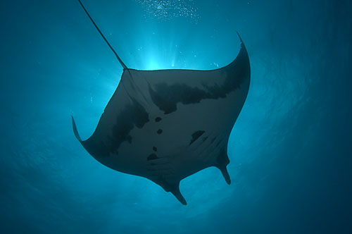 Socorro Island Adventure on the Solmar V Manta3248