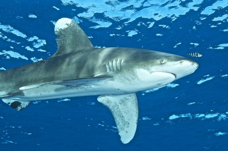 marsa-oceanic-whitetip-shark