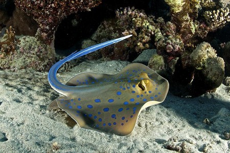 stingray underwater photo