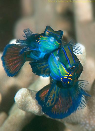 underwater behavior photography