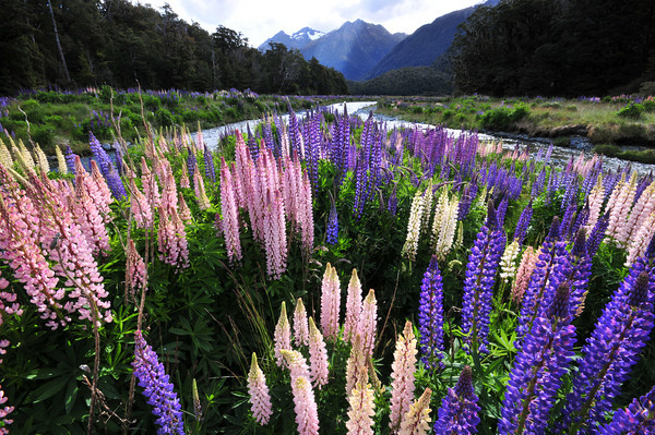 beautiful milford sound flowers