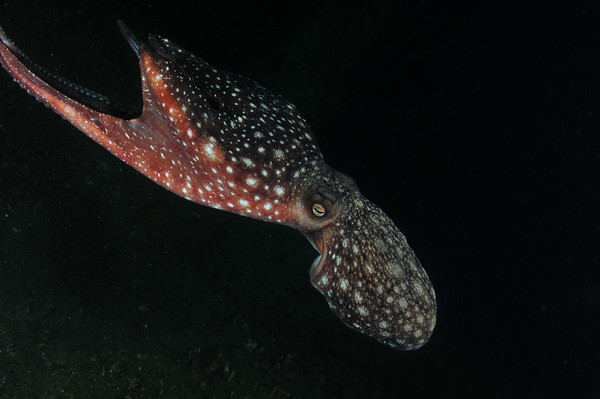 octopus at milford sound