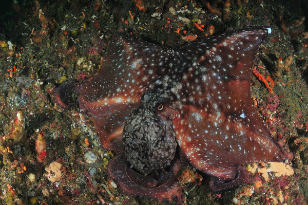 octopus on a wall, diving milford sound