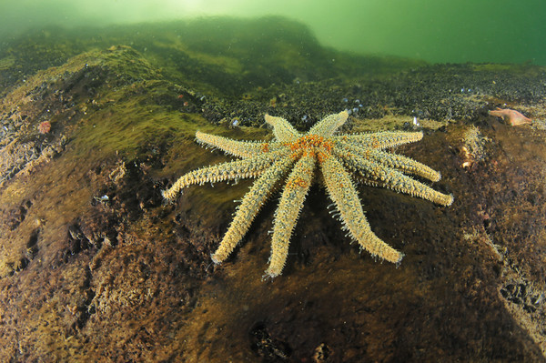 starfish at milford sound