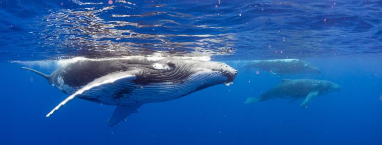 Close Encounters with Humpback Whales in French Polynesia 2025