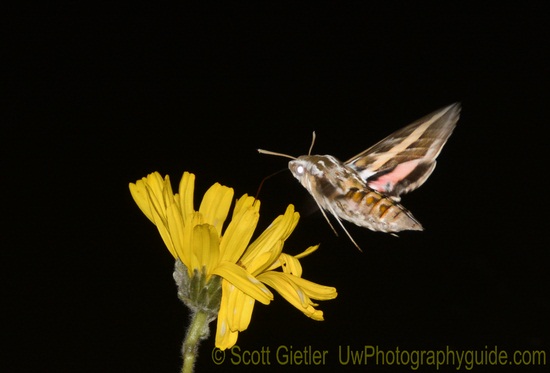 nikon d7100 wildlife photo