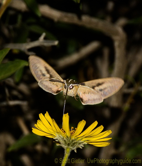 nikon d7100 wildlife photo