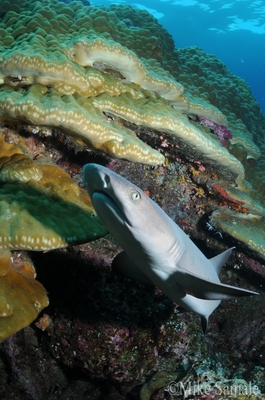 whitetip reef shark at raja ampat