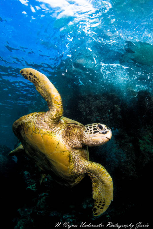 Using a Full-Frame Nikon 8-15mm Fisheye Lens on the Crop Sensor Nikon Z50 Camera Using a Full-Frame Nikon 8-15mm Fisheye Lens on the Crop Sensor Nikon Z50 Camera