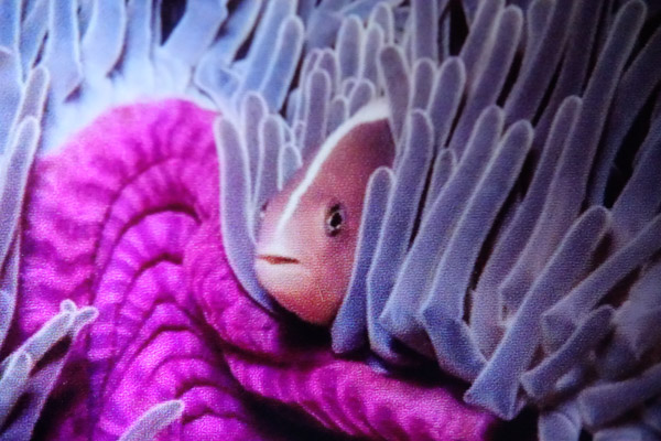 Nauticam CMC at 70mm Sony RX100 IV review for underwater photography