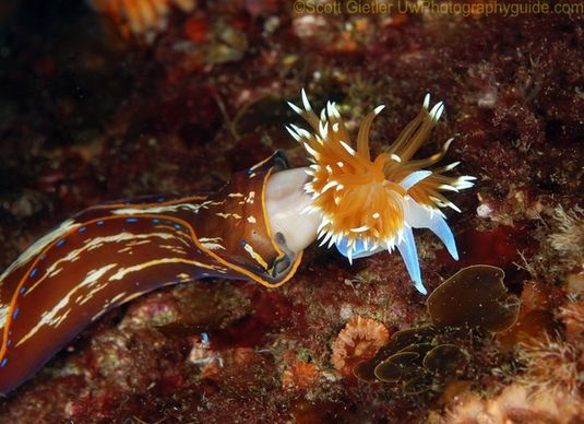 underwater behavior photography