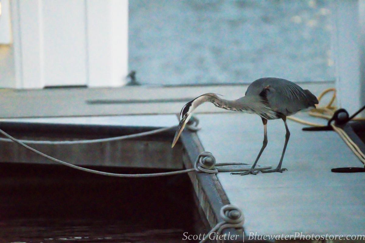 F4, 1/400th, ISO 51200. Uncropped.