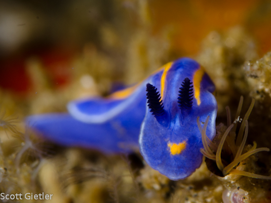 nikon d7000 underwater