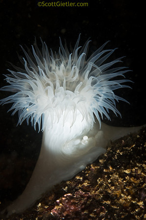 Anemone, photo taken with nikon 60mm lens. F16, 1/320th, ISO 400 underwater photo with nikon 60mm lens
