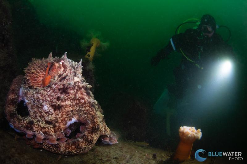 An adult giant pacific octopus with a diver An adult giant pacific octopus with a diver