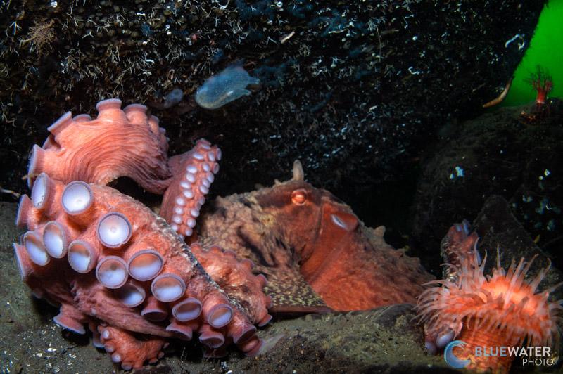A Giant Pacific Octopus in its Den A Giant Pacific Octopus in its Den