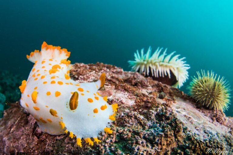 Wide Angle Macro Photography NJN_5882