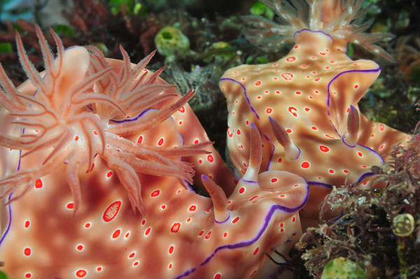 Two Cerastoma nudibranchs, all 4 rhinophores are in focus with a compact camera at f/18- Scott Gietler nudibranchs