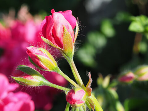 Olympus OM-D E-M1 Mk II image detail.