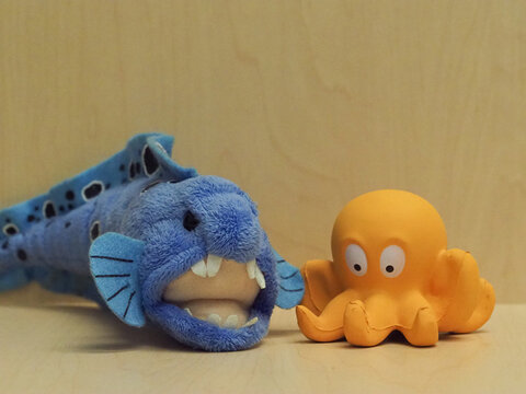 Olympus OM-D E-M1 Mk II. ISO 1600.