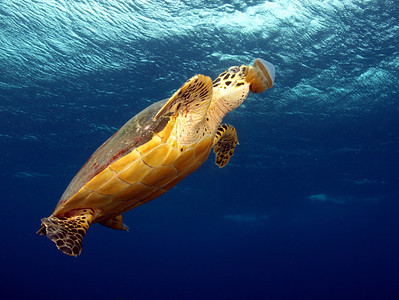 Taken with the Olympus 14-42mm zoom, at 14mm. Photo by Peter Gallup. F5.6, 1/125th, ISO 200 sea turtle, olympus 14-42mm lens