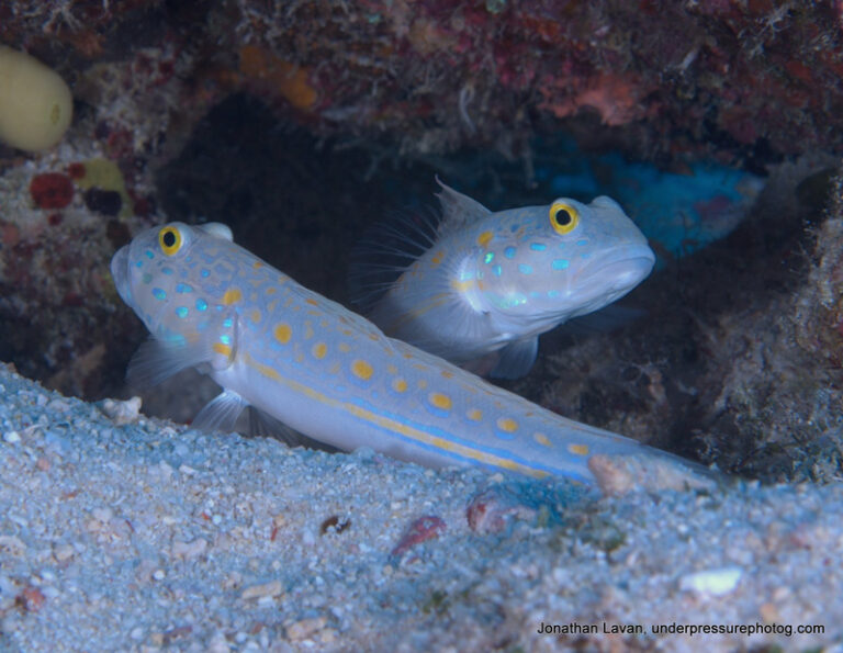 Seeing Double: Colorful Fish Couples Orange-dashed-Gobies_Fiji_800