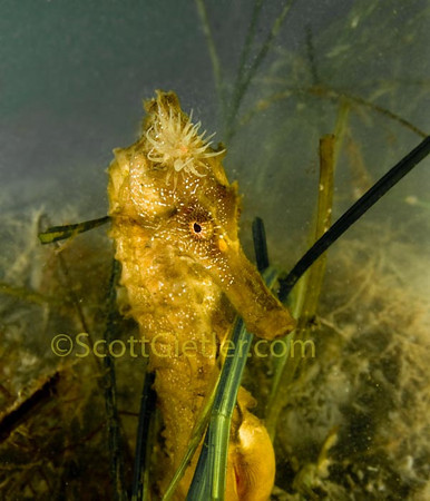 pacific seahorse
