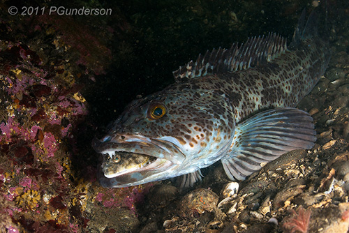 Lingcod