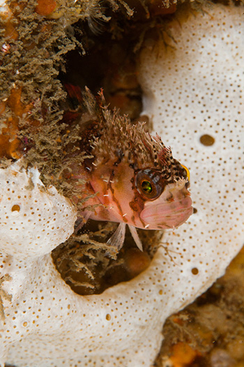 Mosshead Warbonnet
