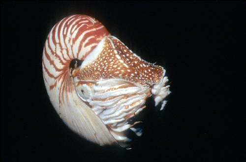 chambered nautilus papua new guinea