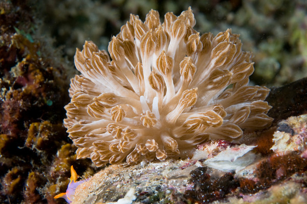 Phyllodesmium rudmani, xeni mimic nudibranch