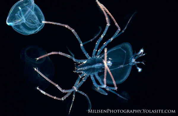 Photo Tips for Blackwater Diving phyllosoma-and-ctenophore-small-UWPG