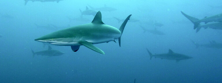 Silky Sharks of Malpelo Island Pic02-2015-Malpelo-0340-2