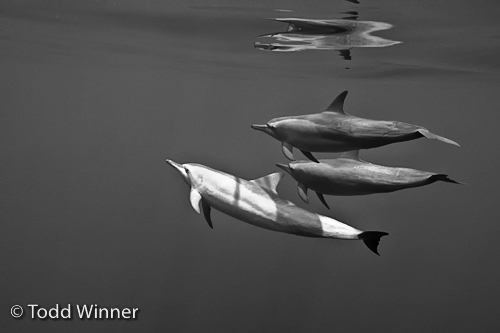 dolphins underwater while diving PNG