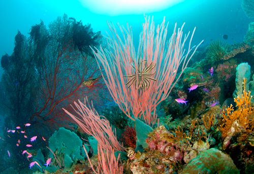 kavieng reef, diving papua new guinea