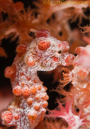 Pygmy seahorse, Japanese fishing wreck, Amed, Bali